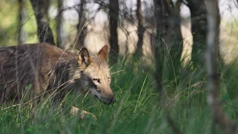 Menacing-grey-wolf-with-intense-look-walk-through-woodland,-Hoge-Veluwe