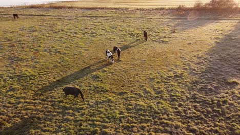 Beautiful-thoroughbred-horses-graze-pinching-grass-in-a-picturesque-frosty-morning-at-Flat-Rock,-Michigan,-USA