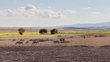 cows, calves, sheep and goats walking and feeding grass in the village fields