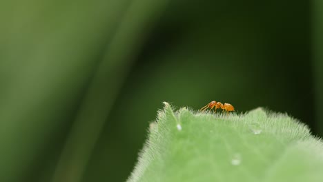 Red ant crawling on the edge of a leaf with dew in macro shot in garden
