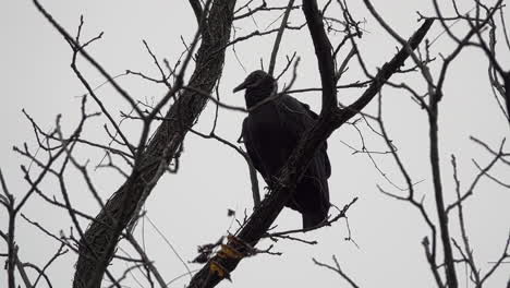 A-Black-Vulture-perches-on-a-limb-of-a-black-walnut-tree