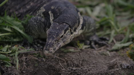 Asian-water-monitor-hunting-slow-motion-in-natural-habitat