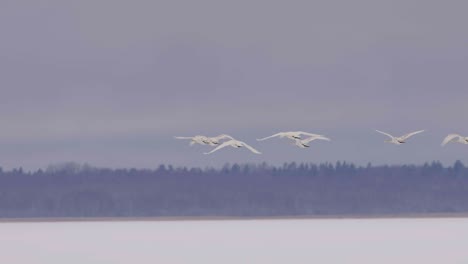 cisnes cantores volando sobre el lago congelado