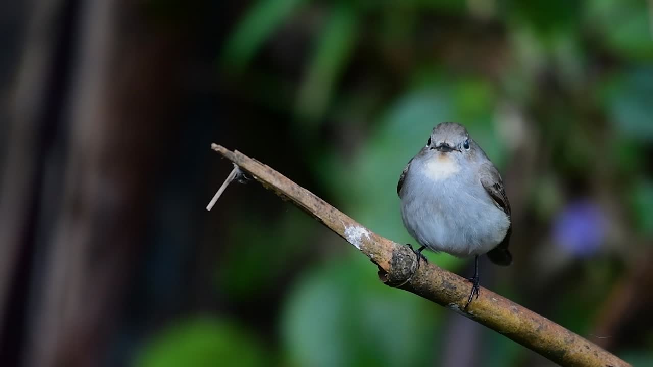 Taiga Flycatcher, Female,