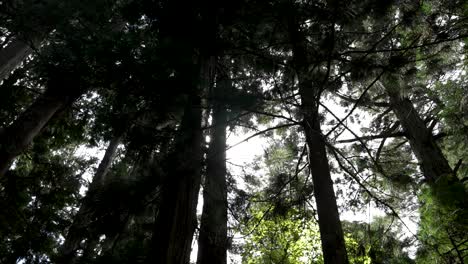 Mirando-Hacia-El-Bosque-En-Koyasan