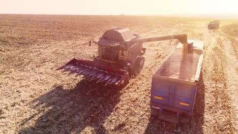 máquina para separar granos de maíz que trabaja en el campo y llenar el remolque del tractor con maíz. hora de otoño. vista aérea