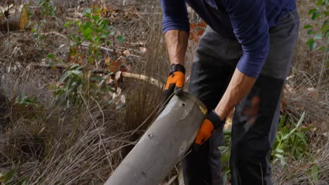 lumberjack picking up fallen wooden log 4k