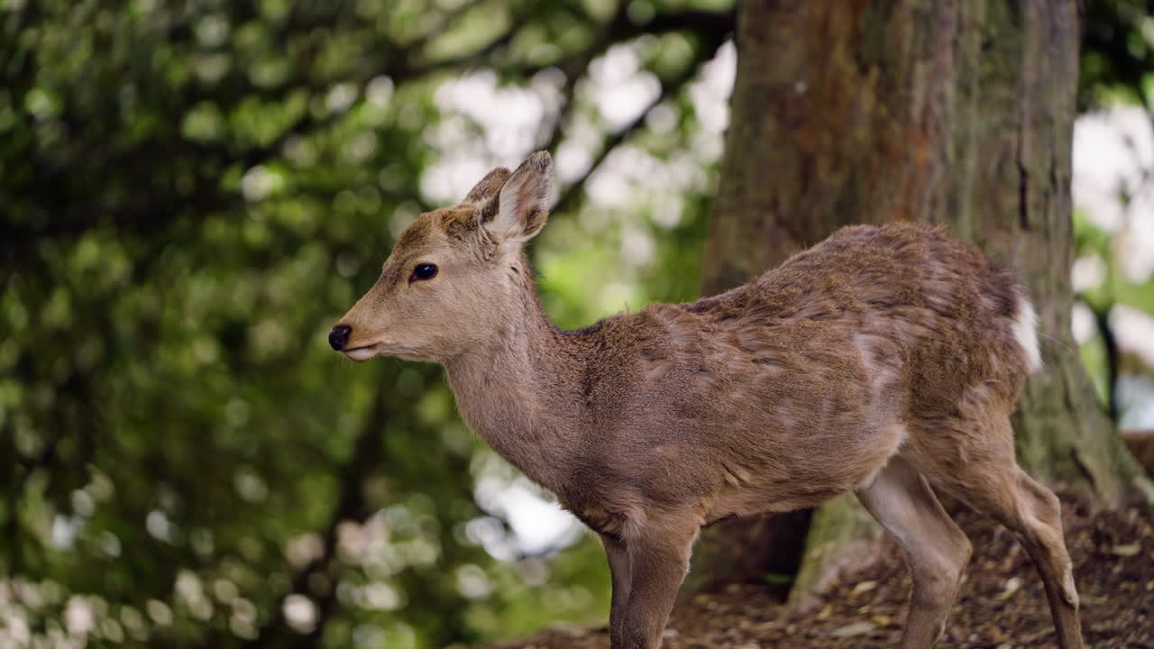 un ciervo joven en el parque nara, japón - de cerca