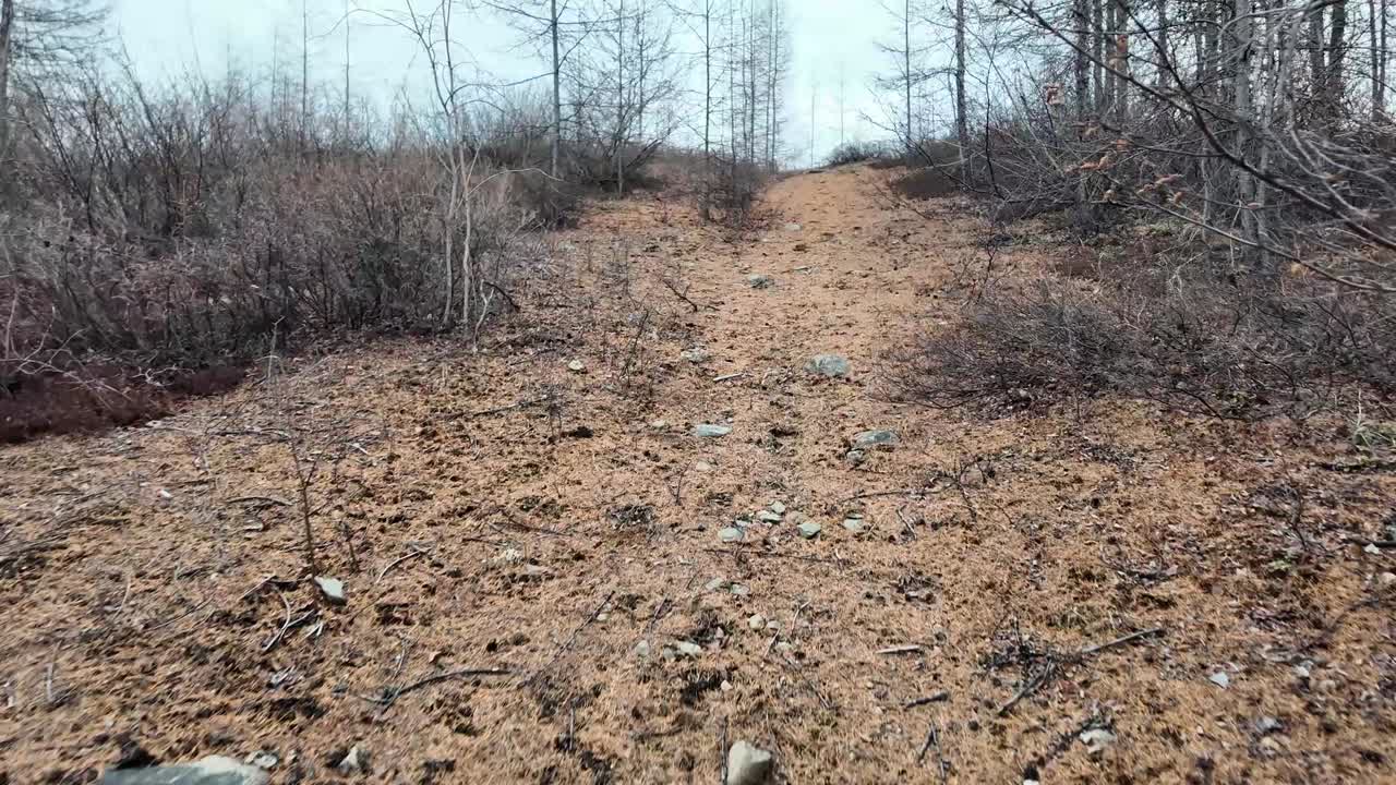 가을의 봄에 나무 숲은 낮에 4k