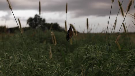 mariposa recién eclosionada en la hierba