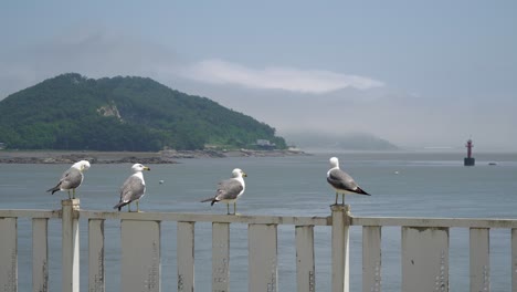 four black-tailed gull perch on fence in the marina of ganghwado island in south korea