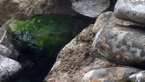 freshwater creek with mossy rocks in a mountain river