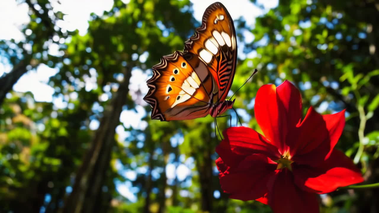 Tropical Forest Scenery with Butterfly