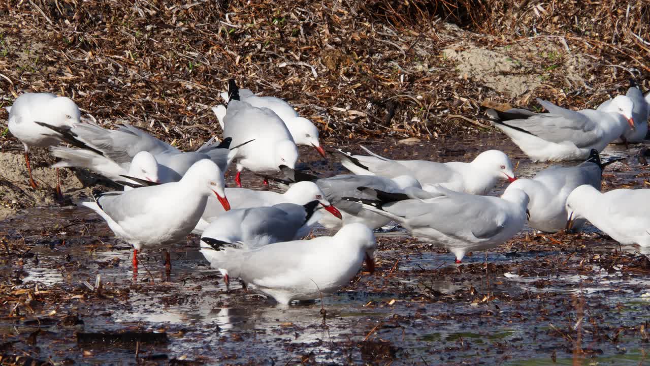 bandada de gaviotas alimentándose de bichos en una piscina de marea en la playa
