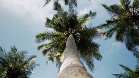 stabilized cinematic slow motion orbit shot of beautiful palm trees with green coconuts on paradise beach in sri lanka