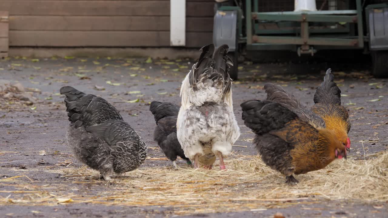 Chickens feeding on straw-covered ground outside on an overcast autumn day