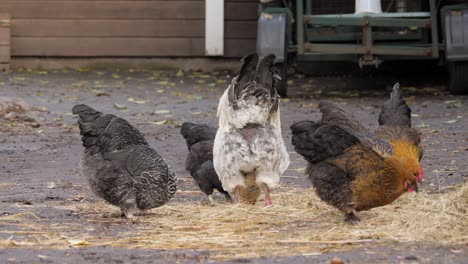 chickens feeding on straw-covered ground outside on an overcast autumn day