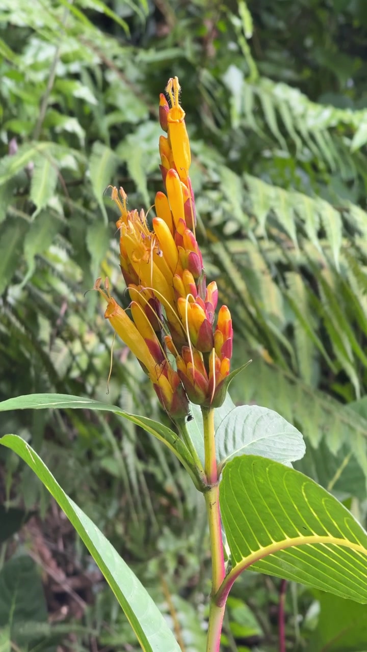 Primo piano di un fiore tropicale vibrante giallo e rosso