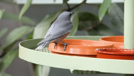 los pájaros se alimentan en una plataforma en melbourne