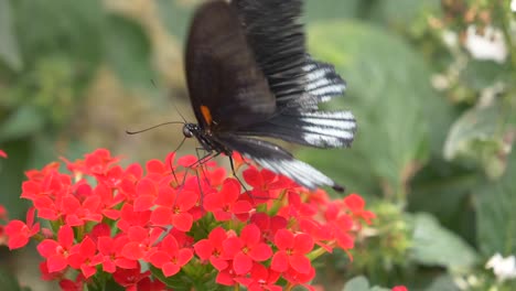 4k butterfly drinking from tropical red flower, macro closeup in slow motion