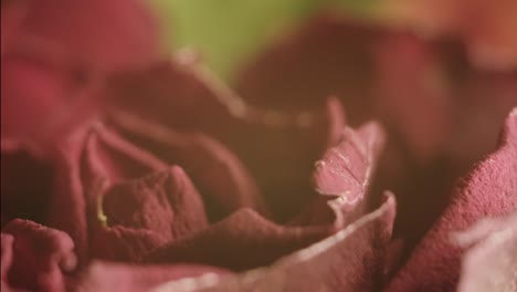 macro closeup of beautiful pink red roses, bridal floral bouquet arrangement