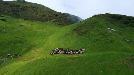 Disparo-De-Dron-Hacia-Adelante-En-Nepal,-Ovejas-Corren-En-Tierras-Verdes,-Paisaje-Alto