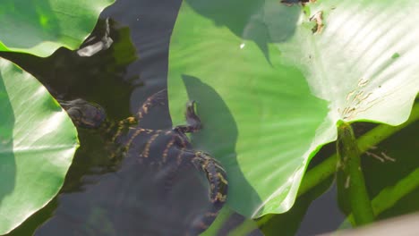 Caimán-Bebé-Tomando-El-Sol-En-La-Almohadilla-De-Lirio-Y-Saltando-Y-Nadando-En-El-Agua