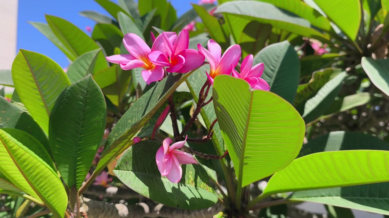 Flores de Plumeria rosa desabrocham intensamente em um galho de árvore ao ar livre. As belas flores tropicais balançam suavemente em um ambiente natural tranquilo