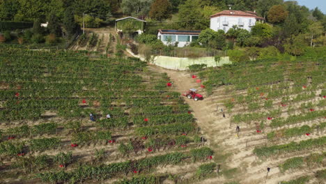 granjero cosecha viña vino tinto vid uvas cosecha