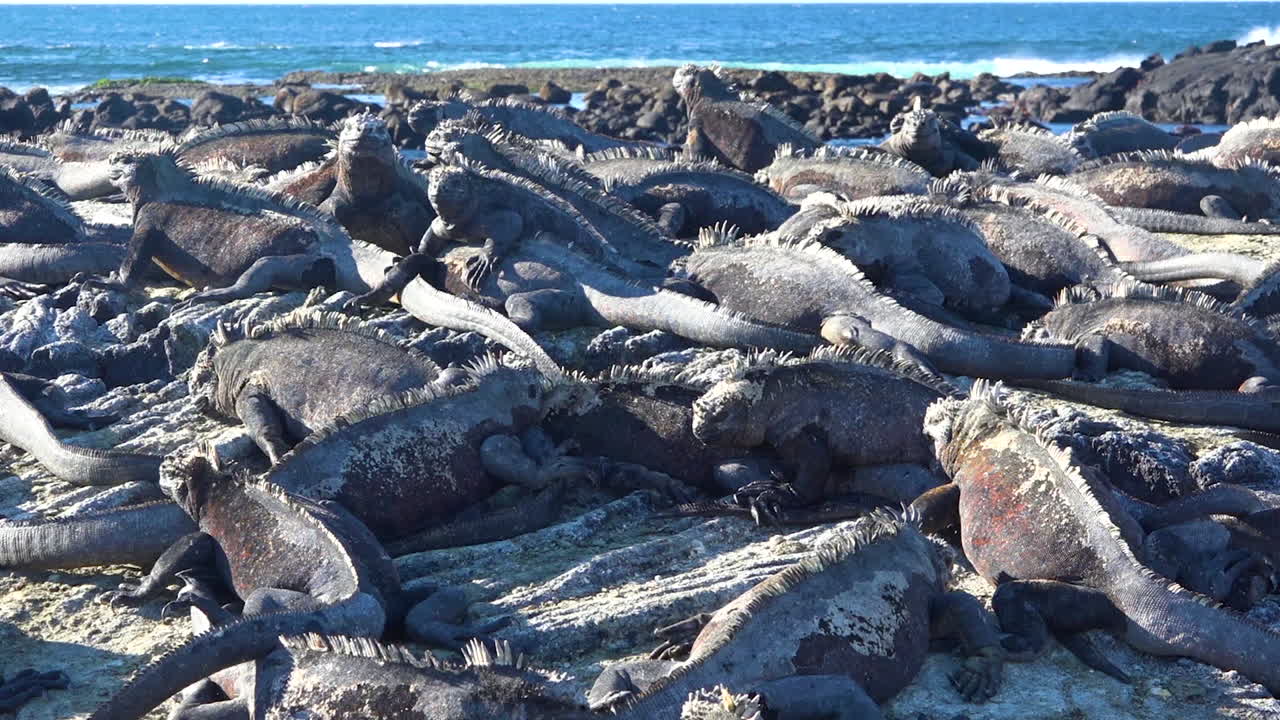 해양 이구아나는 갈라파고스 제도 에콰도르 2의 화산암에 완벽하게 위장되어 있습니다.