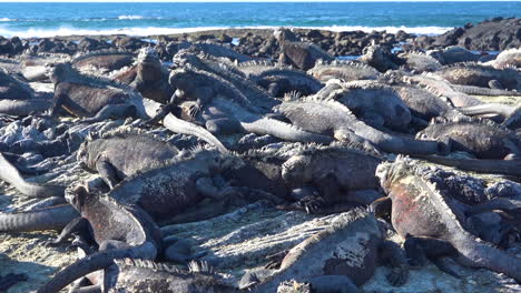 Meerechsen-Sind-Perfekt-Getarnt-Auf-Vulkangestein-Auf-Den-Galapagos-Inseln-Ecuador-2