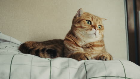 ginger es un gato escocés plegado en una cama.