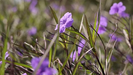 close-up view of purple flowers gently swaying