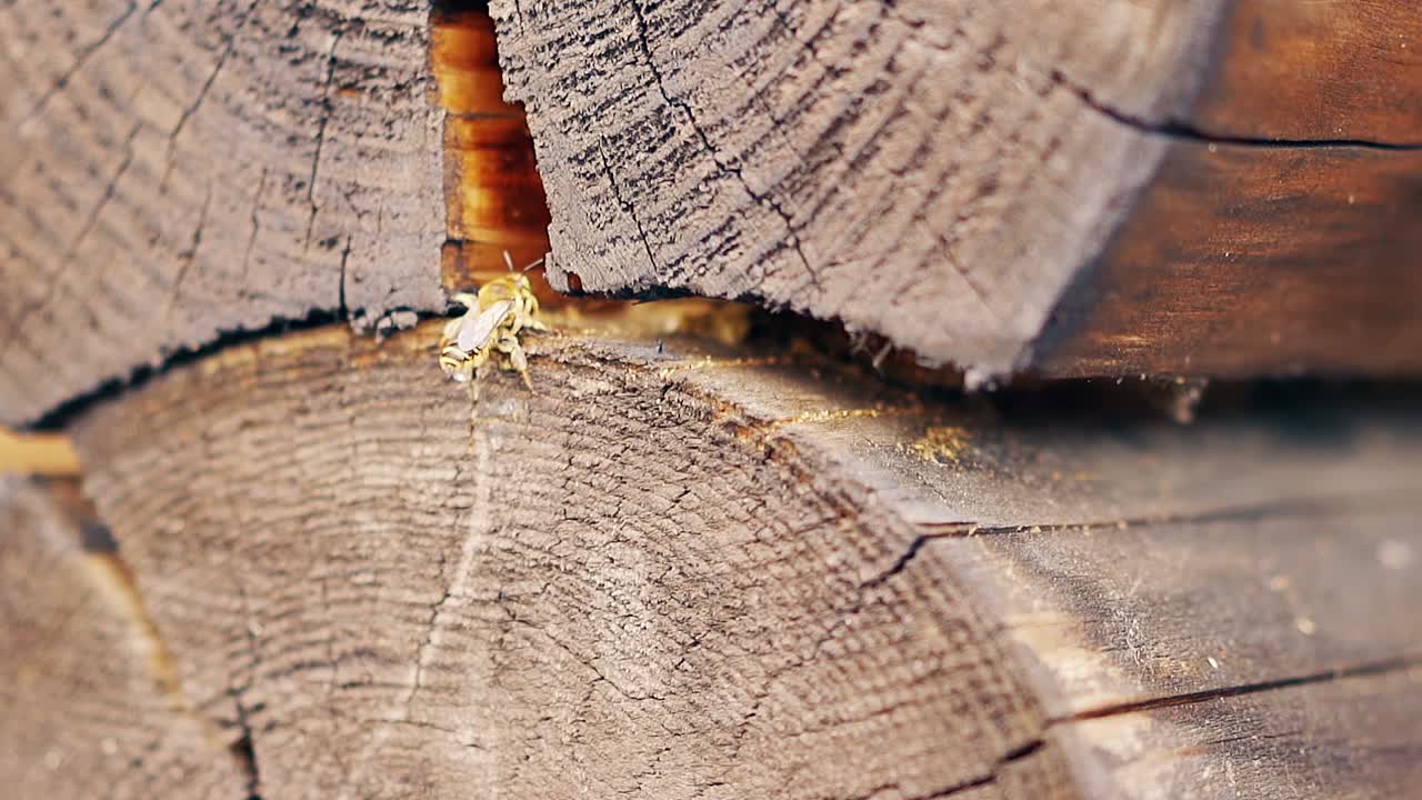 Primo piano. Al rallentatore. Le vespe costruiscono un nido tra i tronchi nella baita.