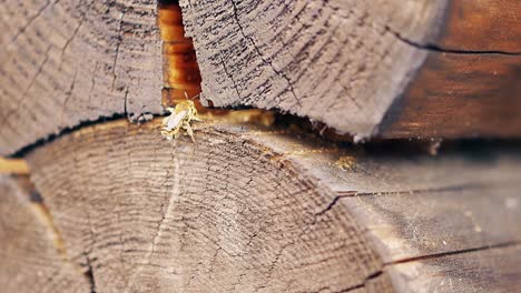 Nahaufnahme-In-Zeitlupe:-Die-Wespen-Bauen-Ein-Nest-Zwischen-Den-Baumstämmen-Im-Sommerhaus