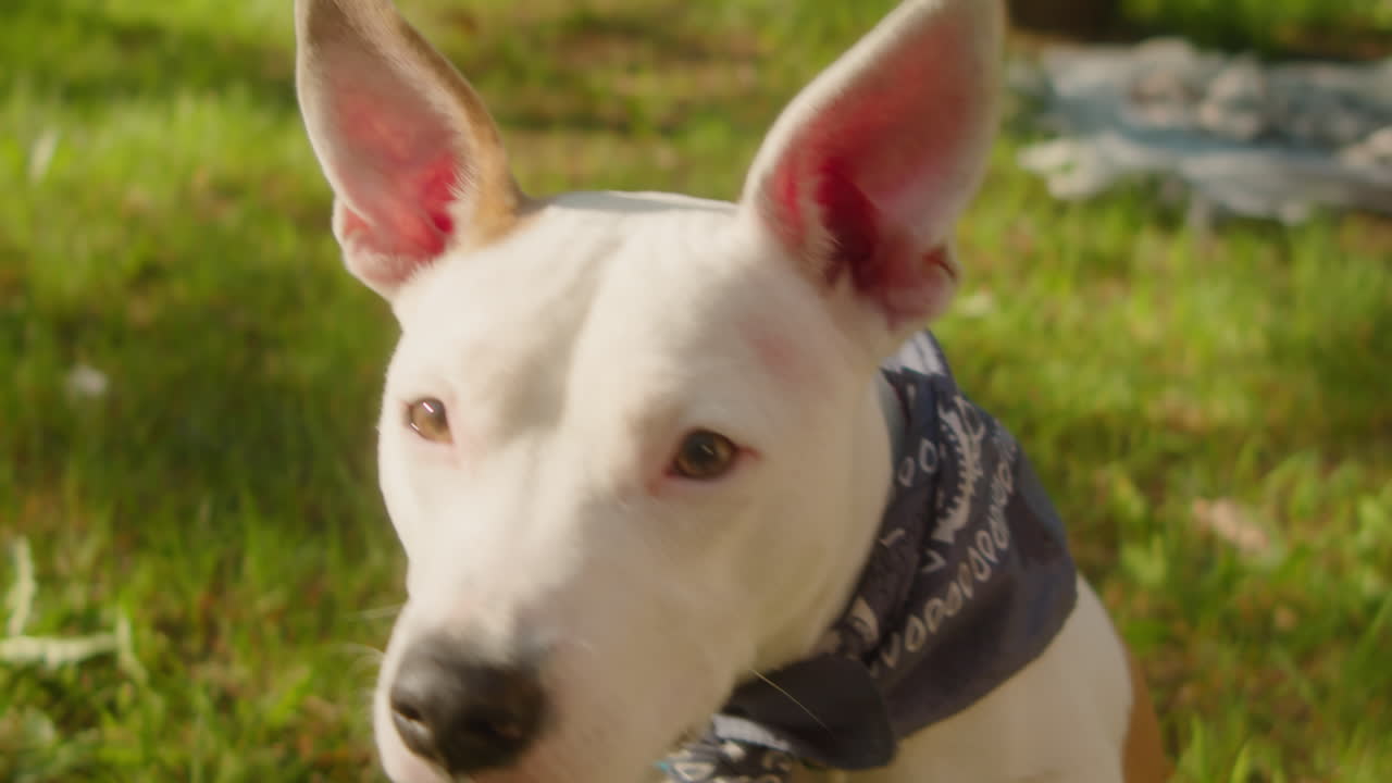 A white pit bull type dog wearing a blue bandana sits in green grass