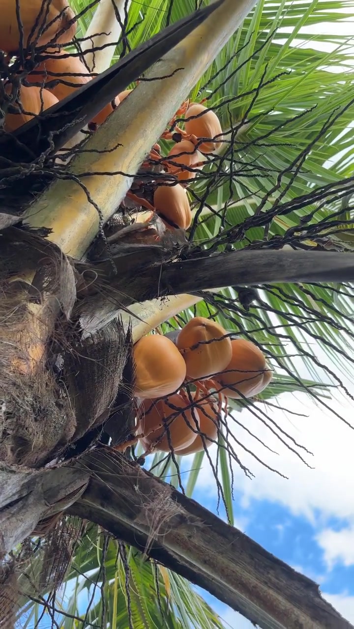 Vibrant Orange Coconuts Hanging from a Tropical Palm Tree
