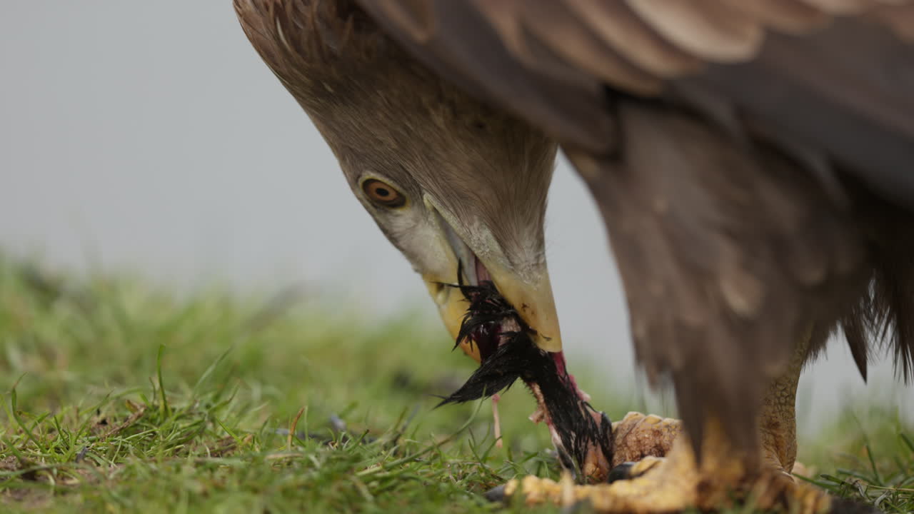먹이를 먹는 독수리