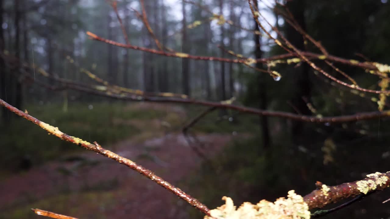 Lichen growing on a tree branch in the forest on a dark, rainy, misty day - close up sliding view