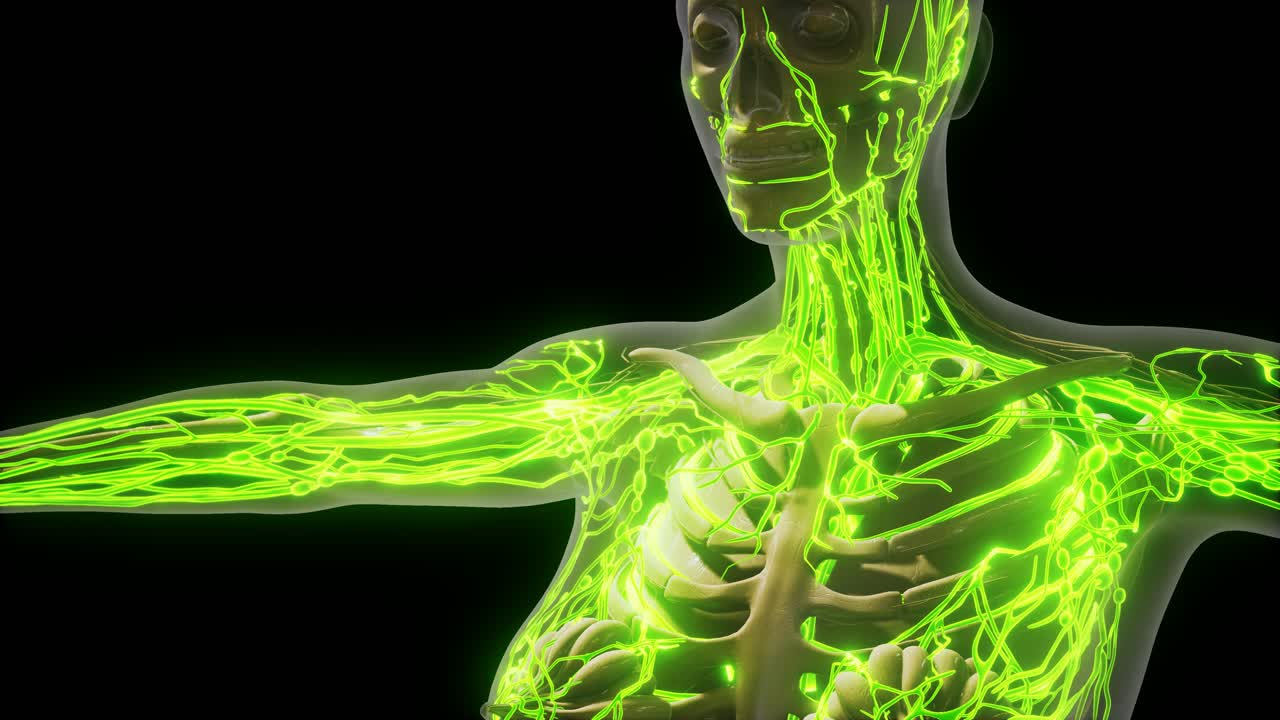 ciencia anatomía de los vasos sanguíneos humanos