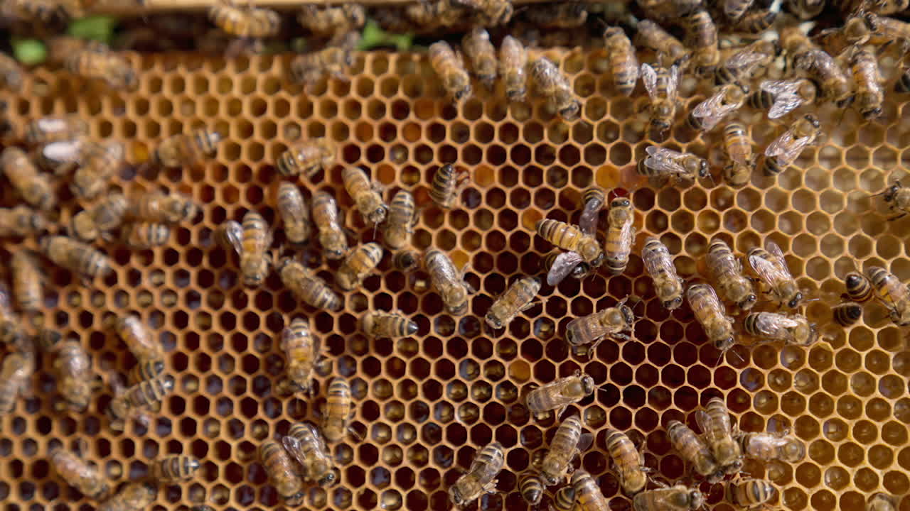Honeycombs with the larvae in the cells and working bees o top. Insects crawling by the wax and some of them waving wings for ventilation. Close up.