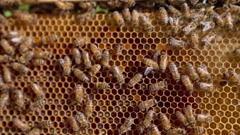 honeycombs with the larvae in the cells and working bees o top. insects crawling by the wax and some of them waving wings for ventilation. close up.
