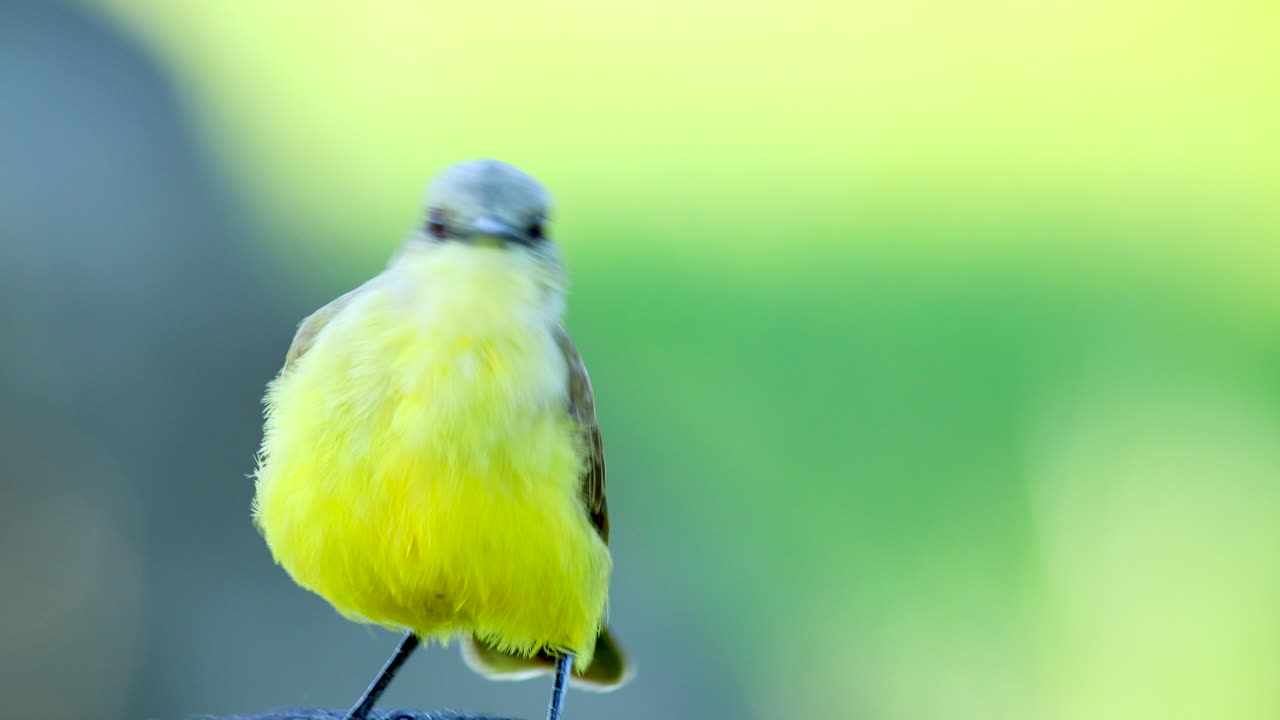 Tropical Cattle Tyrant flycatcher rainforest savanna riding a cow
