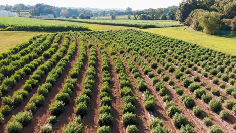 forward dolly aerial shot of field full of hemp plants growing in lancaster county pennsylvania