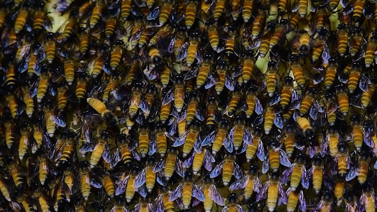 se sabe que las abejas melíferas gigantes construyen grandes colonias de nidos con bolsillos simétricos hechos de cera para almacenar miel como fuente de alimento.