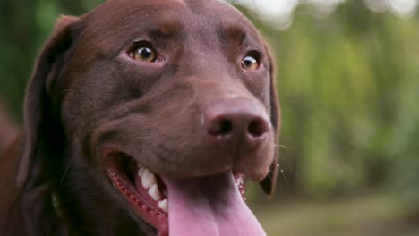 shallow focus close up - happy chocolate labrador retriever dog