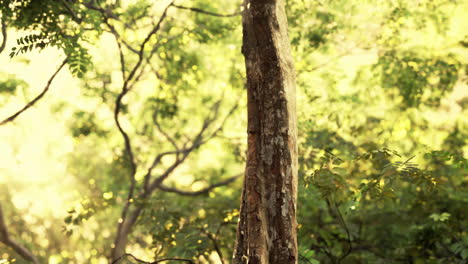 Brumosa-Mañana-De-Primavera-En-Los-Frondosos-Bosques-Resaltados-Por-Los-Rayos-Del-Sol