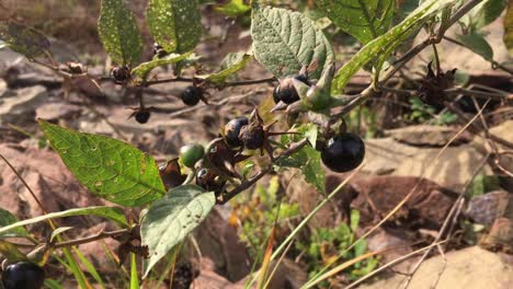 deadly nighshade  toxic plant in strong wind