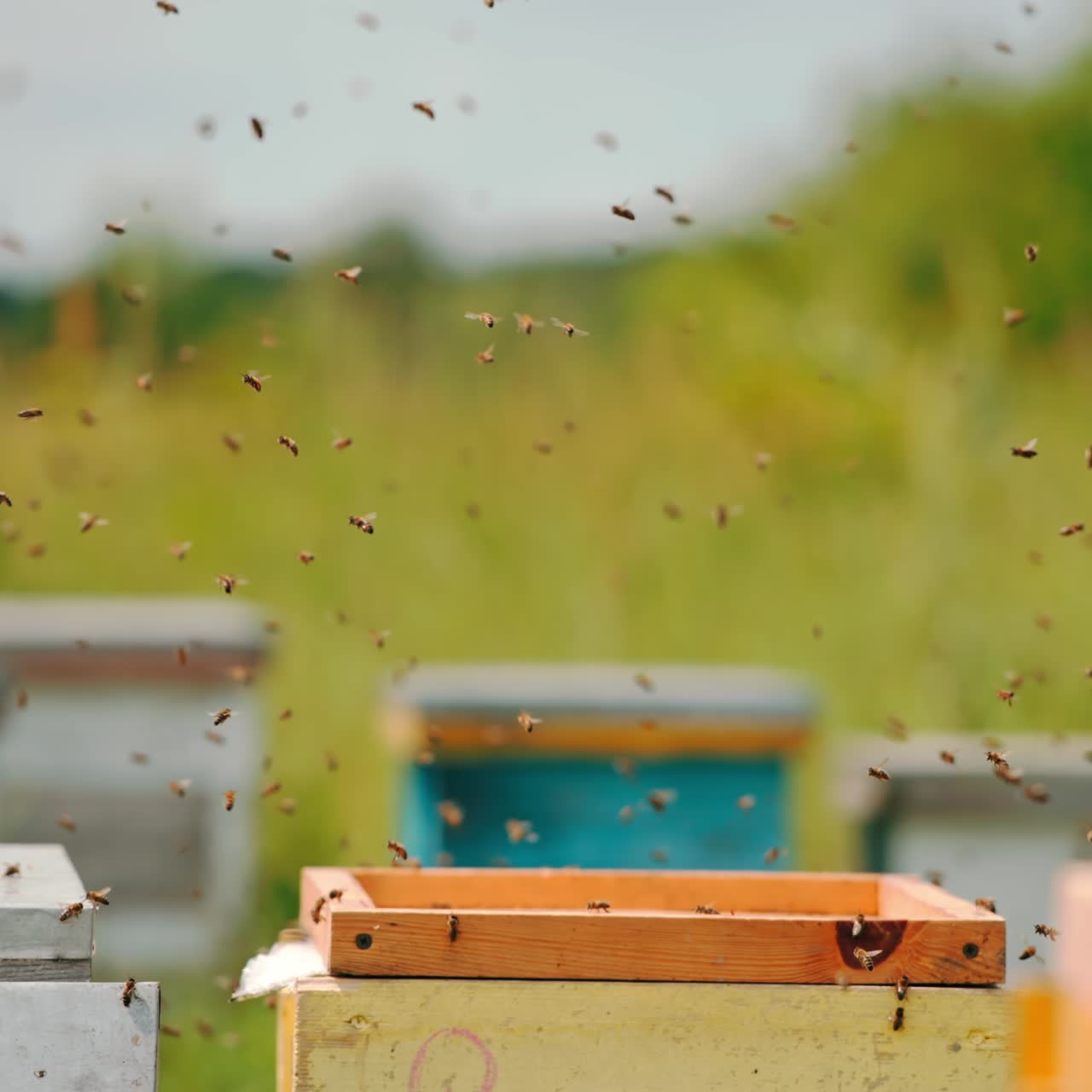 Annoyed bees flying quickly around the apiary. Disturbed honey insects moving above the wooden hives. Blurred backdrop