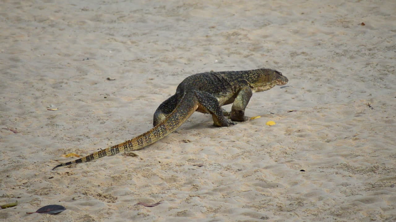 모래 해변에서 천천히 걷는 아주 오래된 모니터 도마뱀